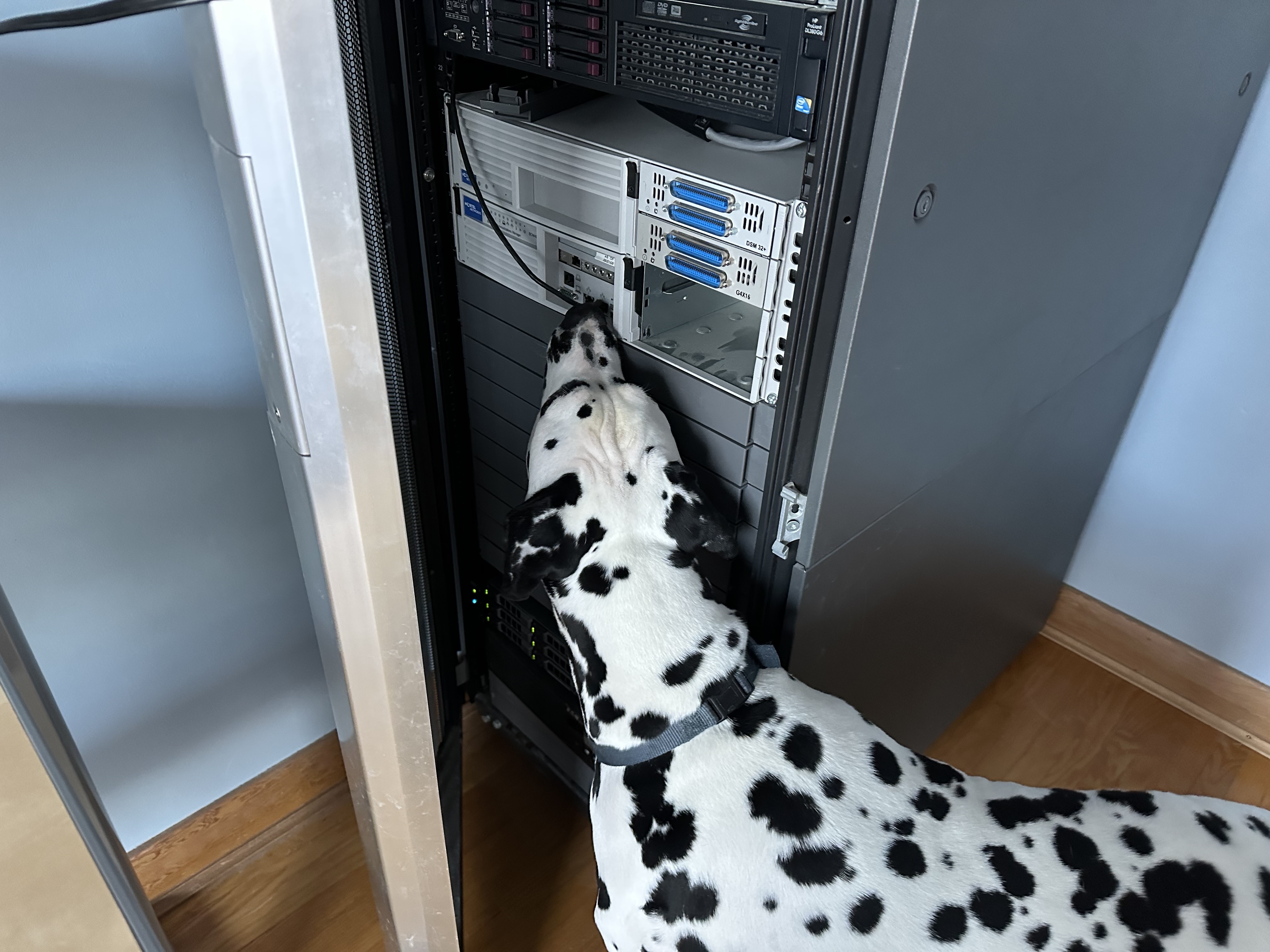 A Dalmatian is sniffing a Nortel BCM400 mounted in a 42U equipment cabinet